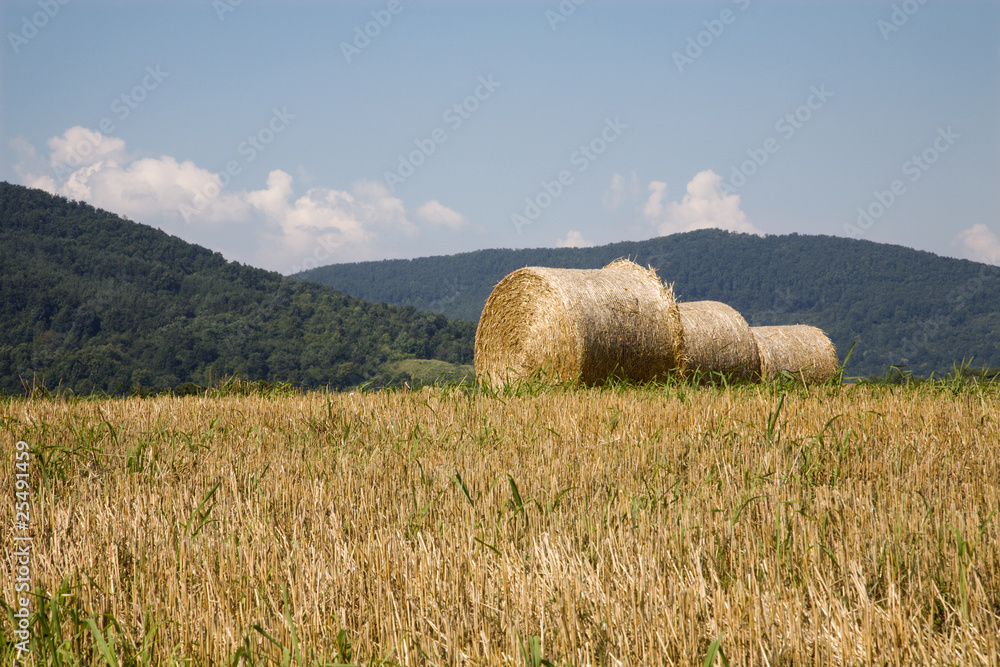 bale of the straw in the summer landscape