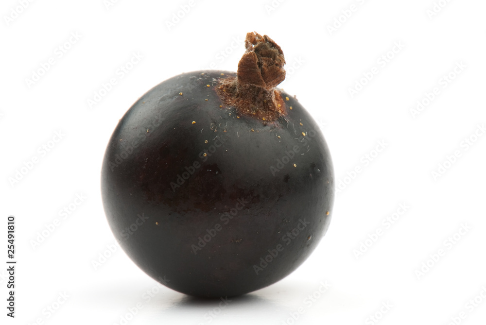 currant currant