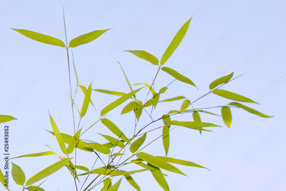 Fototapeta premium green bamboo leaves (Bambuseae)
