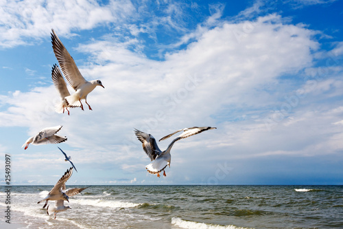 Flying Seagulls © wajan