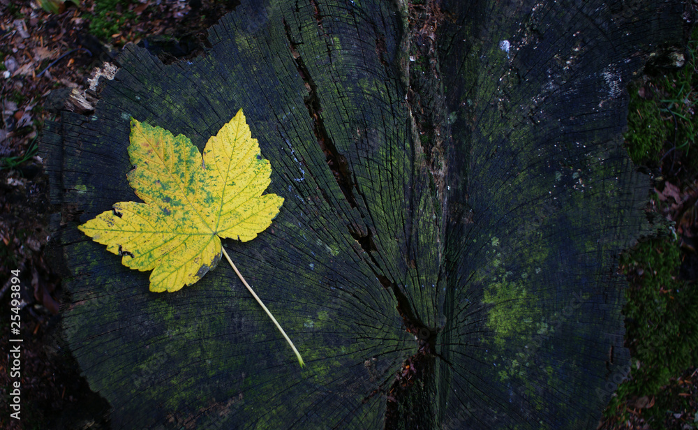 Fallen leaf Fallen leaf