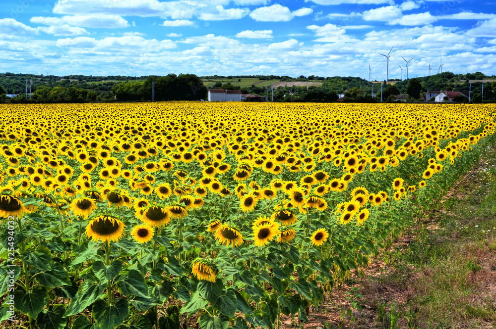 Fototapeta premium Eolienne et tournesol énergie verte
