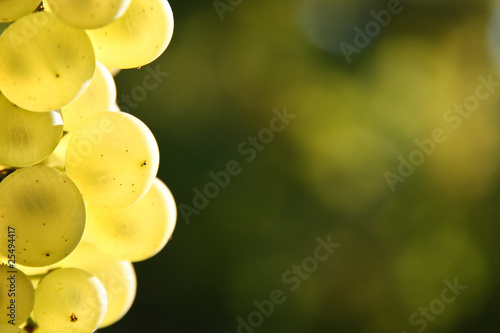 Background with grapes photo