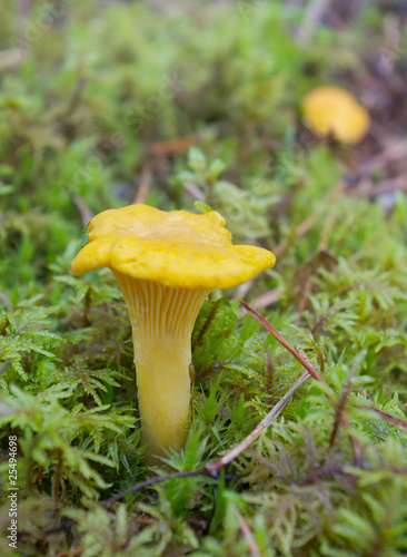 Chanterelle and forest.