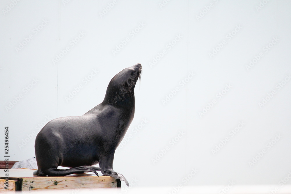 Naklejka premium アシカ