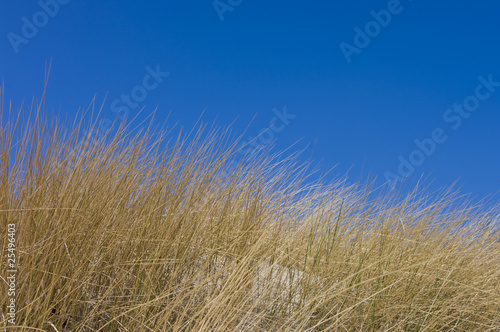 withered Grass in sand dunes near Baltic sea