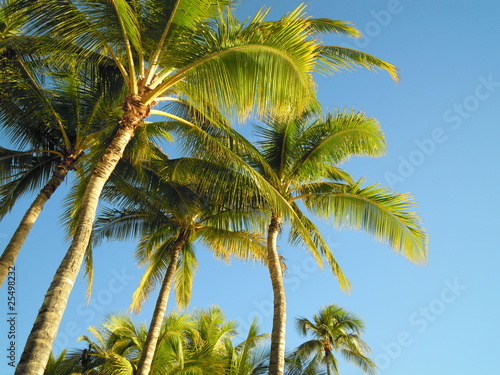 Palmen von Hawaii