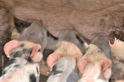 little piglets on a farm in summer