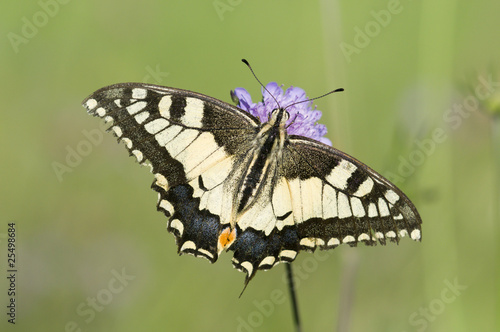 A Scarce Swallowtail butterfly on a purple meadow flower