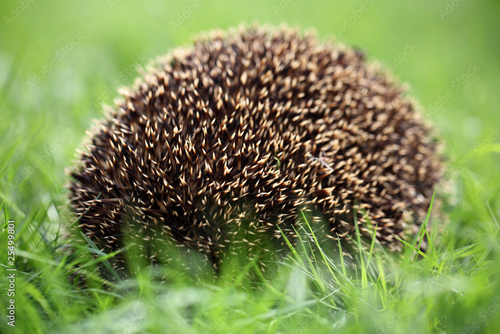 Igel Igel