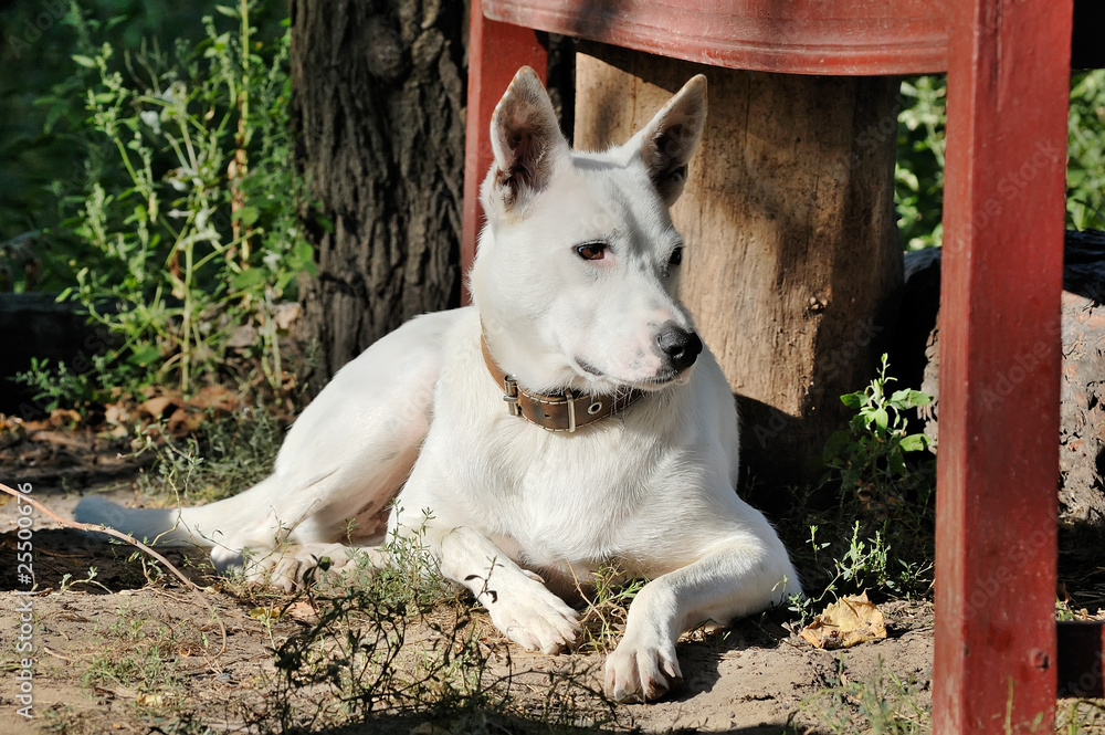 a white domestic dog is in morning illumination a white domestic dog is in morning illumination
