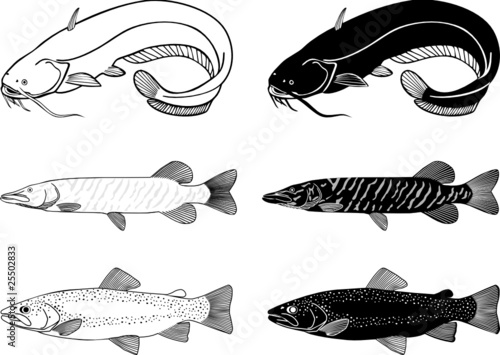 Catfish,Trout, Pike fish vector illustration