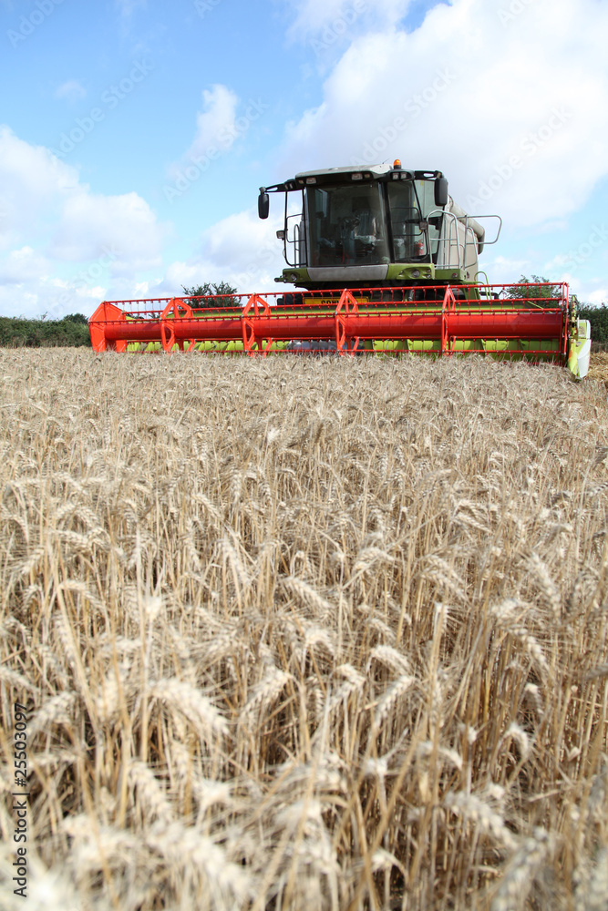 Fototapeta premium champ de blé avec moissonneuse