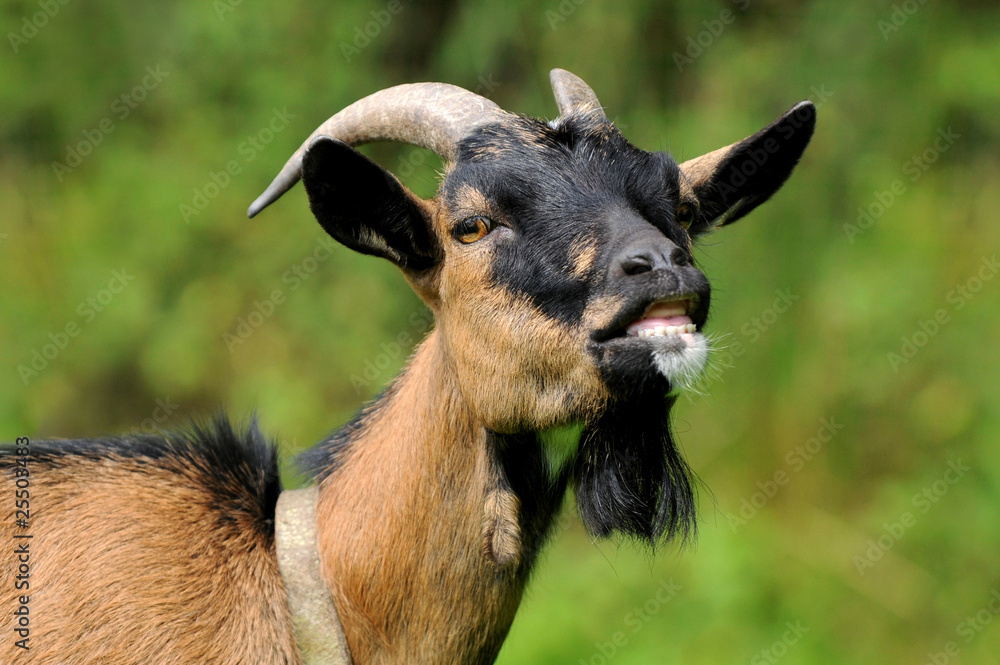 Fototapeta premium Braune Ziege
