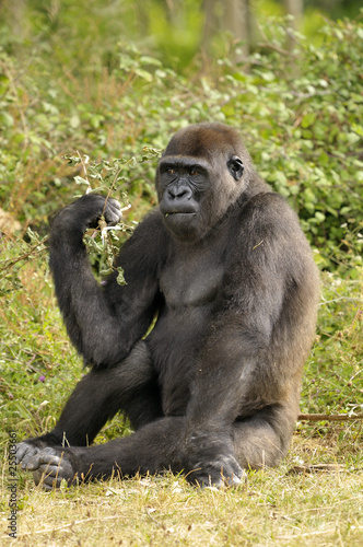 Jeune gorille