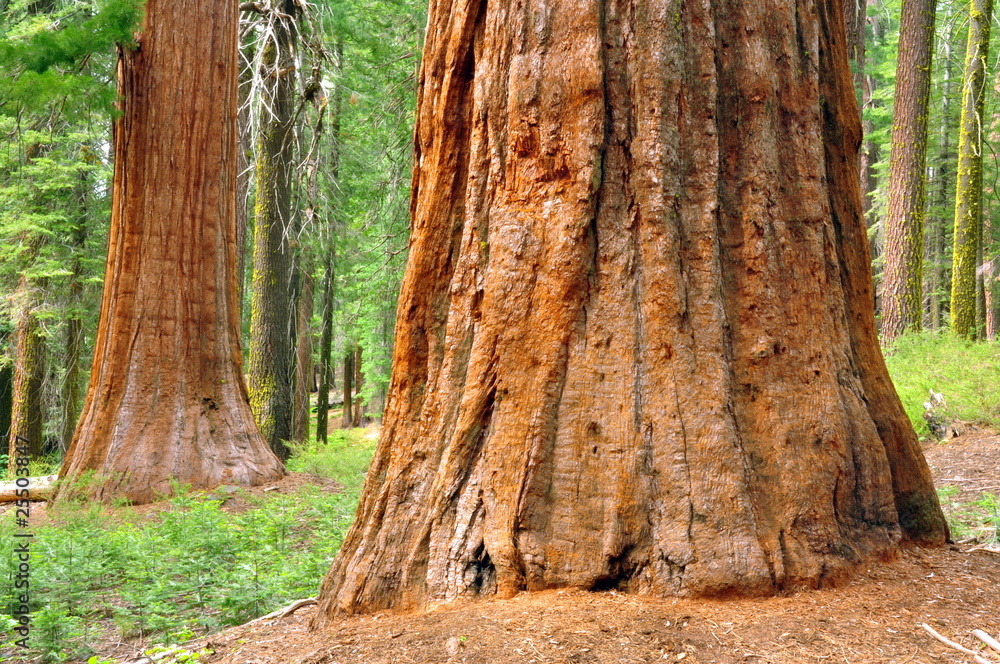 Giant Sequoias. Yosemite National Park, California Giant Sequoias. Yosemite National Park, California