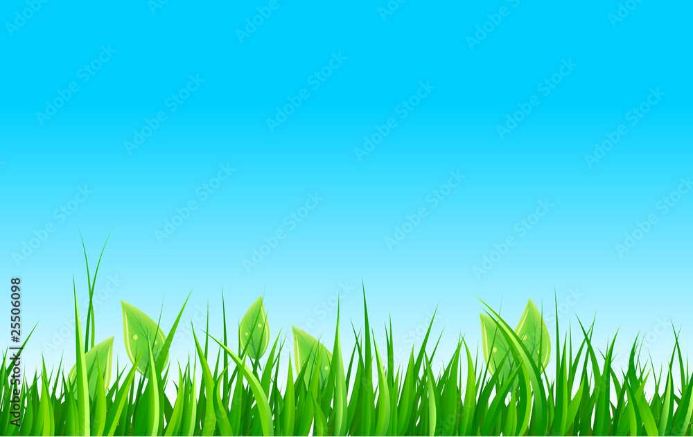 Fototapeta premium Green grass and sky