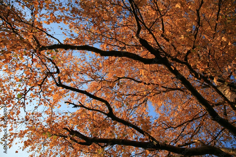 Autumn forest Autumn forest