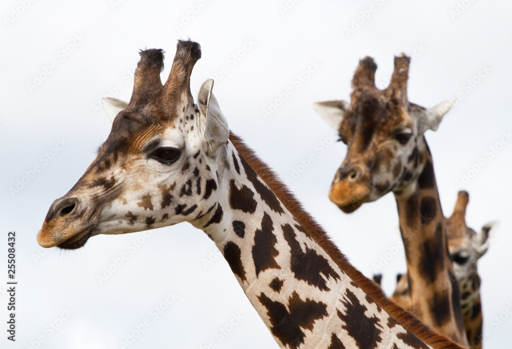 Obraz premium Giraffe portrait