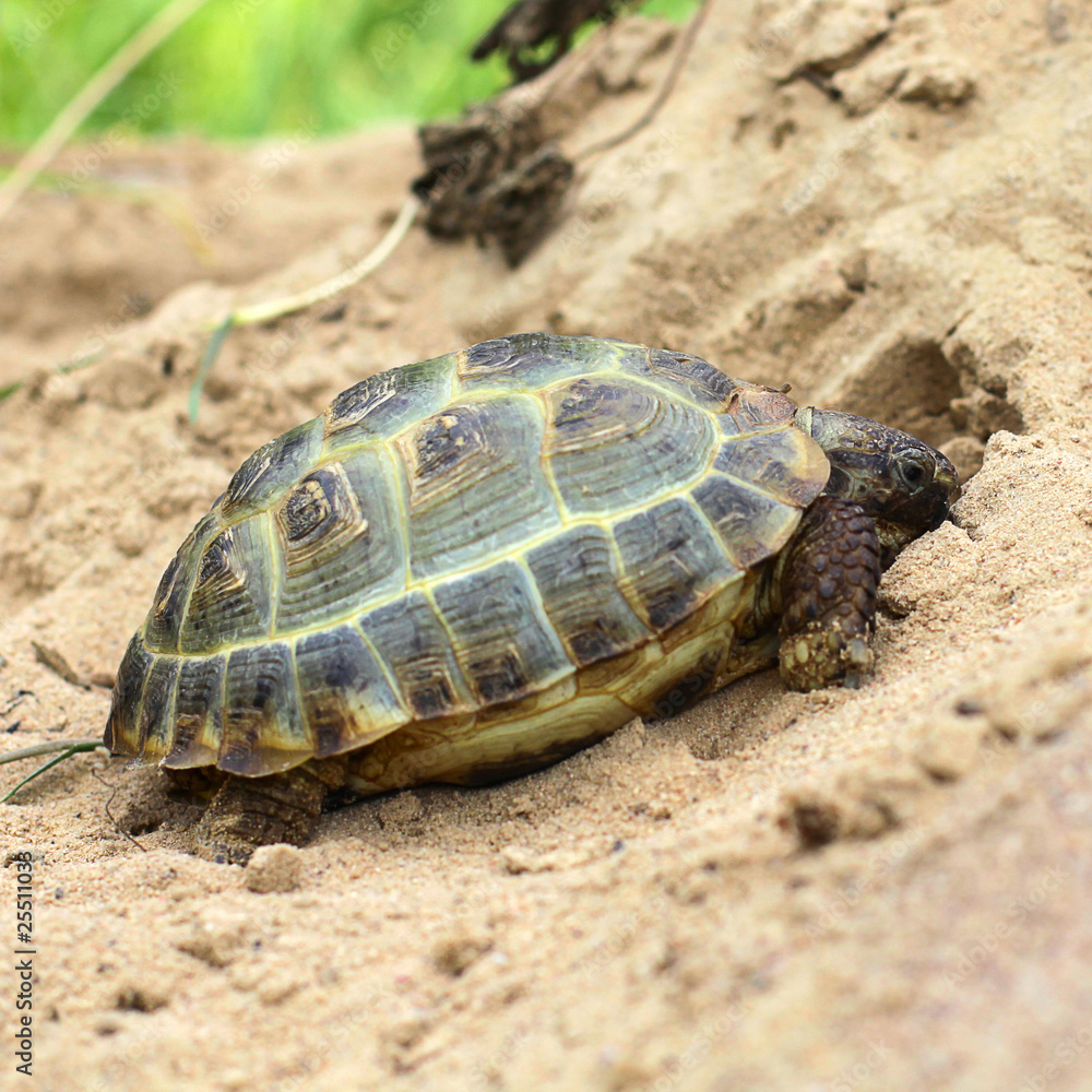 Hermann's tortoise - Testudo hermanni Hermann's tortoise - Testudo hermanni