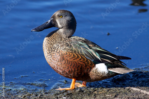 Εκτύπωση καμβά A wary Australian Shoveler (Anas rhynchotis)
