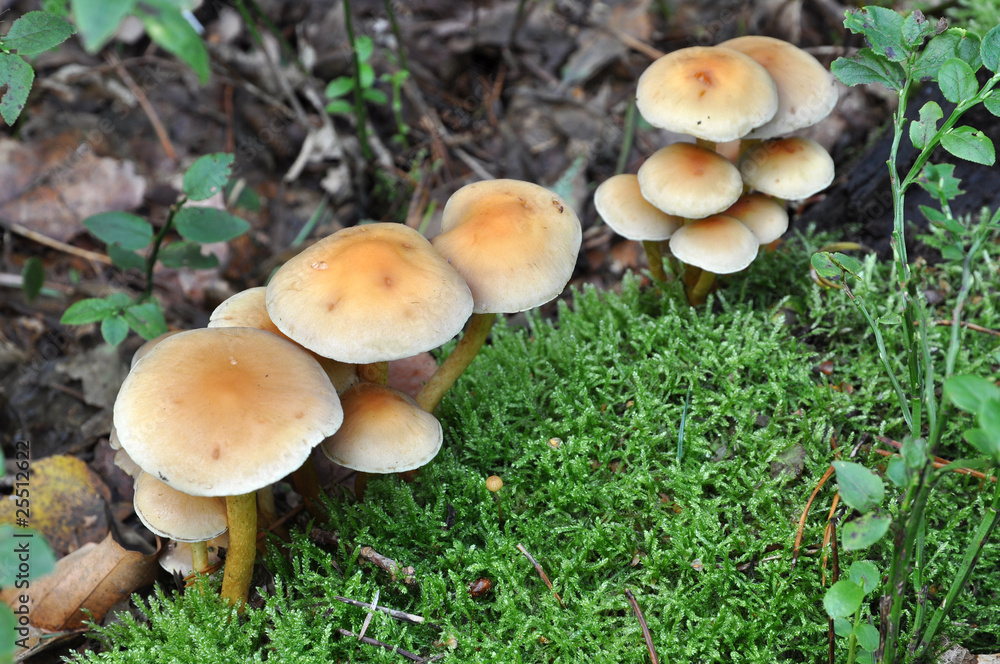 Group of mushrooms on a green background Group of mushrooms on a green background
