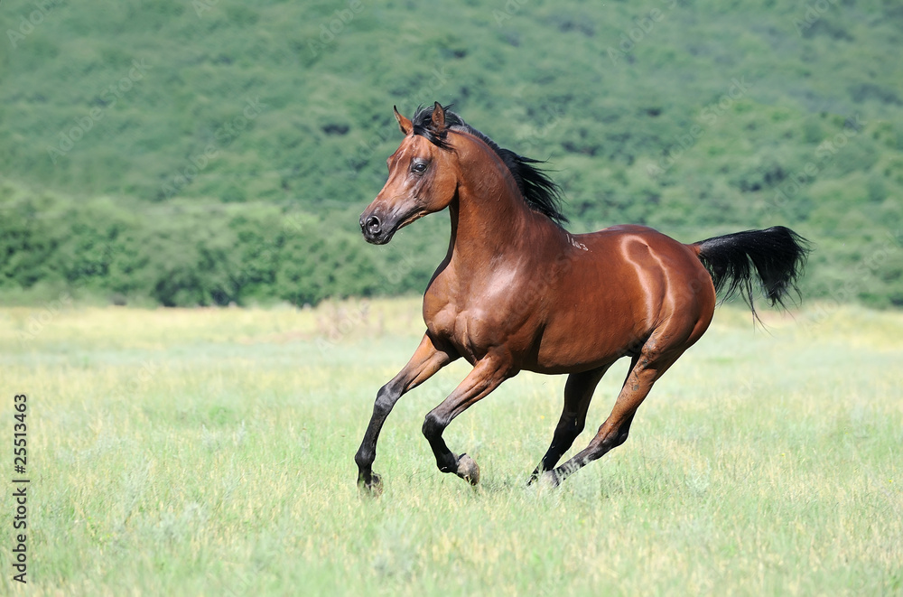 beautiful brown arabian horse running gallop on pasture beautiful brown arabian horse running gallop on pasture