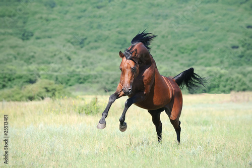 beautiful brown arabian horse playing on pasture #25513481
