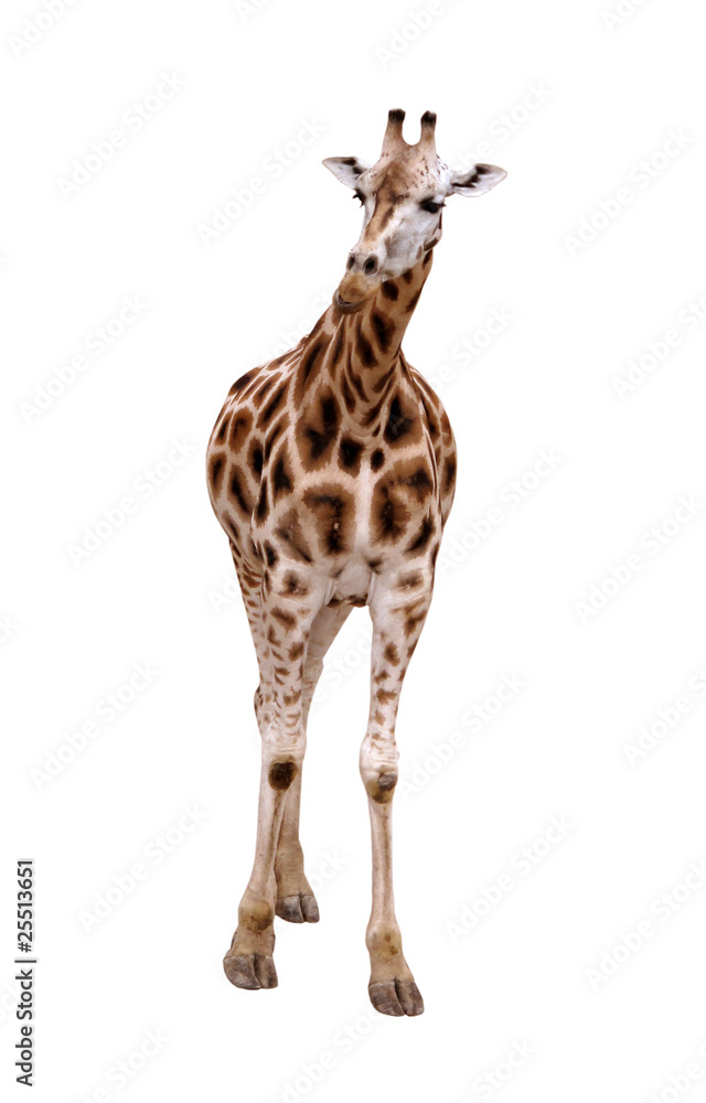 Fototapeta premium Giraffe isolated on white