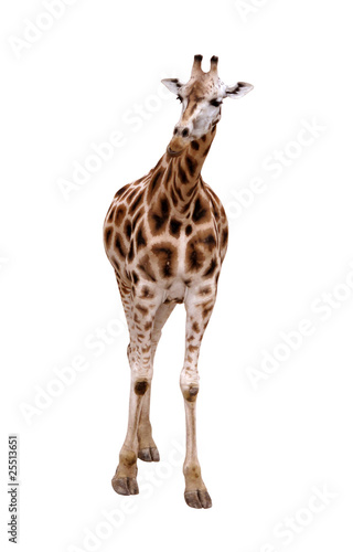 Fototapeta Naklejka Na Ścianę i Meble -  Giraffe isolated on white