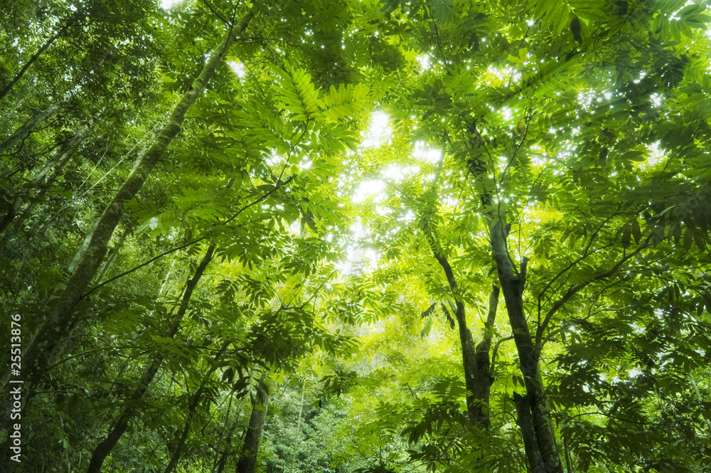 Obraz premium Forest sunlight