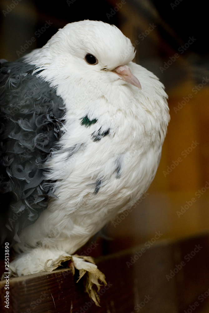 Fototapeta premium White and grey dove raises feathers