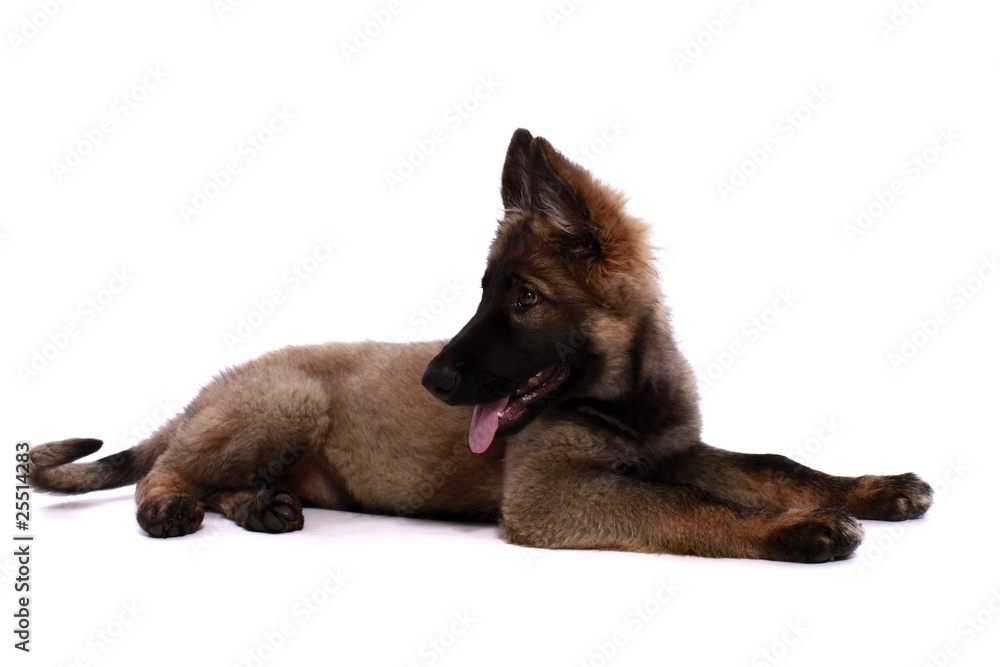 Fototapeta premium Deutscher Schäferhund Welpe