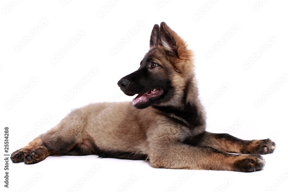 Deutscher Schäferhund Welpe Deutscher Schäferhund Welpe