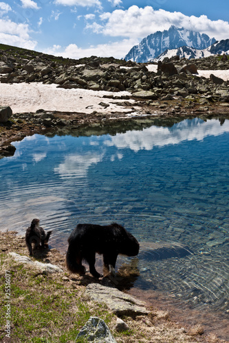 Two dogs in mountains.