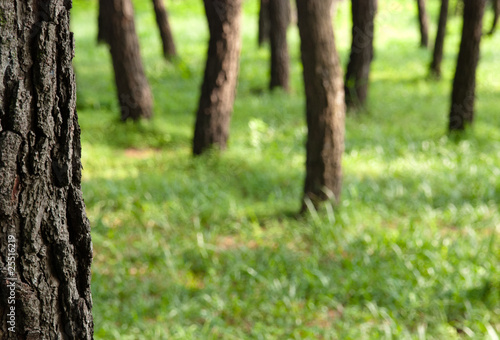 Playing hide-and-seek in the woods