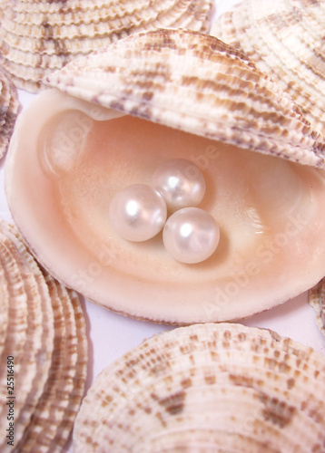 Beautiful soft,beige shells and pearls