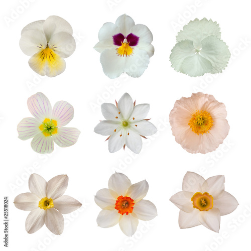 Fototapeta Naklejka Na Ścianę i Meble -  White flower collection