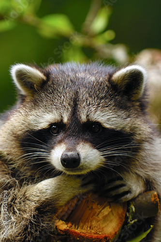 Photography Sad raccoon