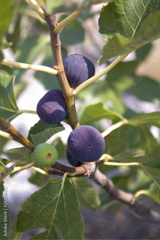 Naklejka premium Figue