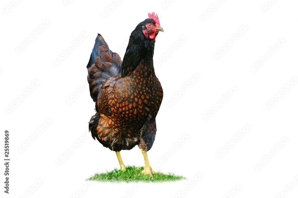 Fototapeta premium Huhn 7.1