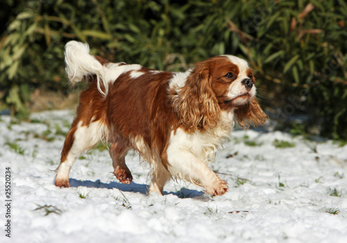 cavalier king charles spaniel walking on the snow photo