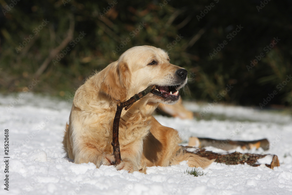 golden retriever et son bout de bois