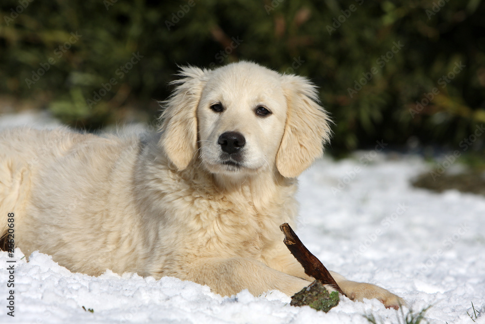 le retriever protège son bout de bois le retriever protège son bout de bois