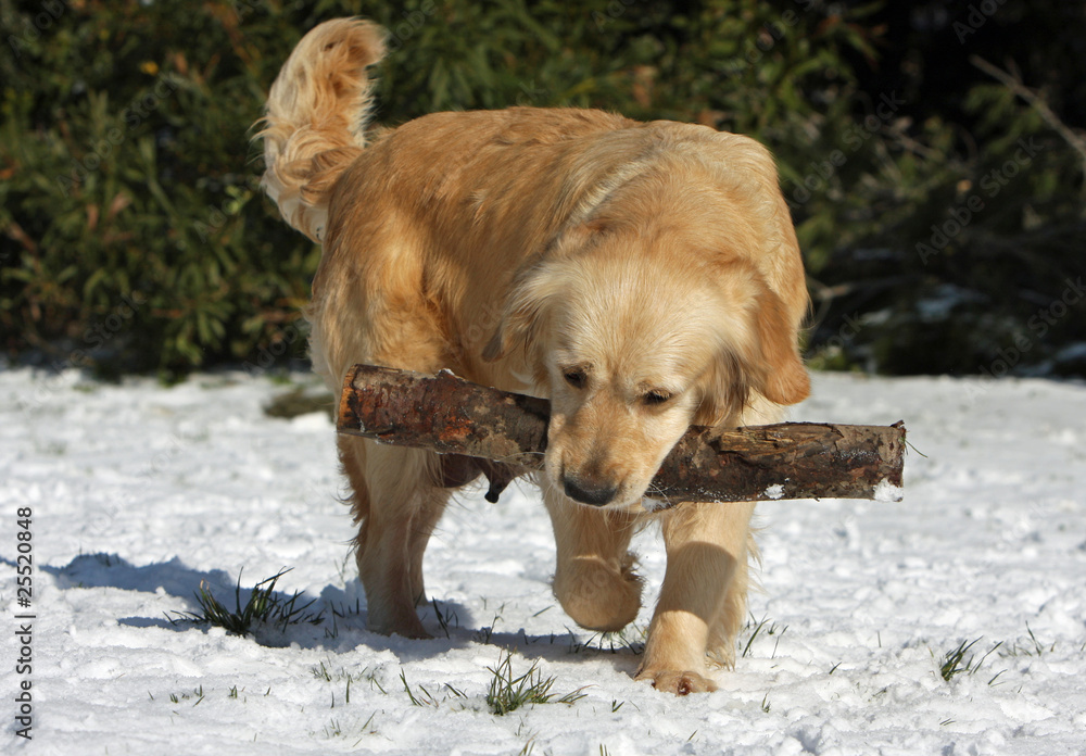 retriever avec un gros morceau de bois dans la gueule retriever avec un gros morceau de bois dans la gueule