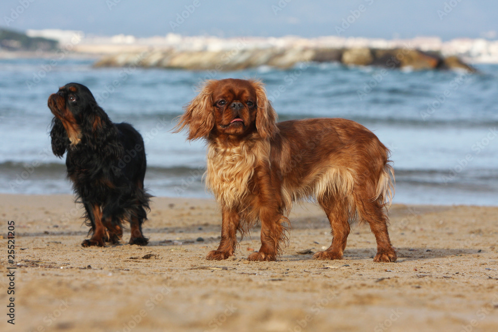 couple de king charles spaniel sur la plage couple de king charles spaniel sur la plage
