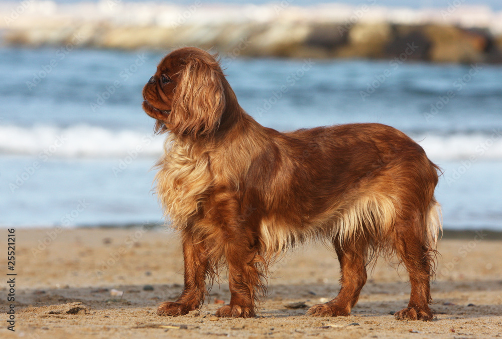 king charles spaniel de profil devant la mer