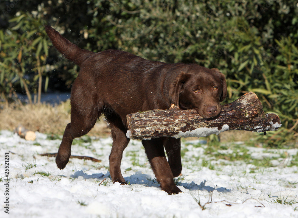 un labrador rapporte un morceau de bois dans sa gueule