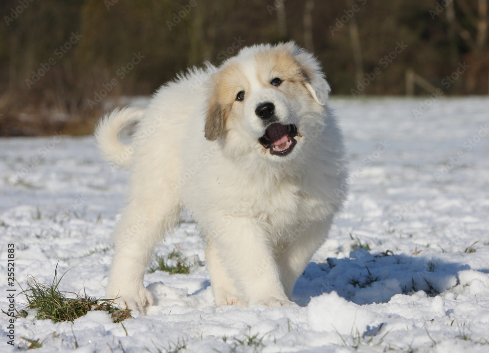 un chiot debout aboie dans la neige