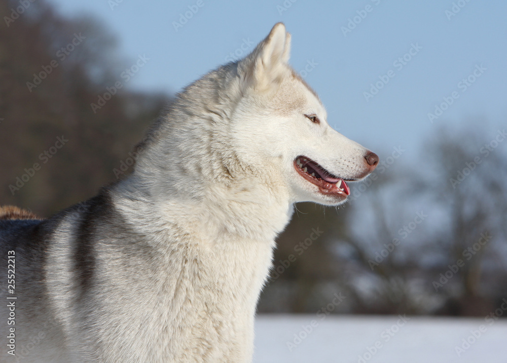 profil d'un husky